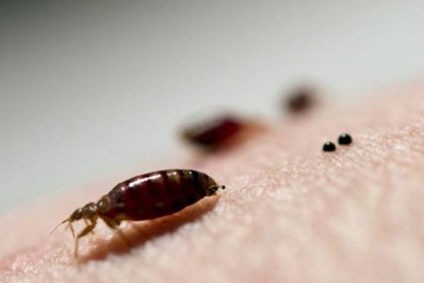 blogs_bedbug_closeup