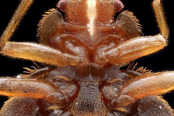 blogs_bedbug_dna