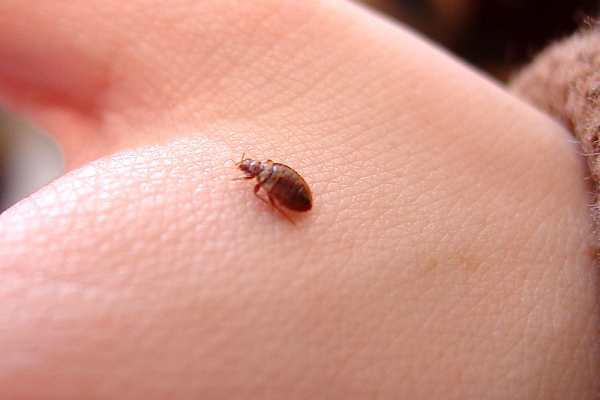 blogs_bedbug