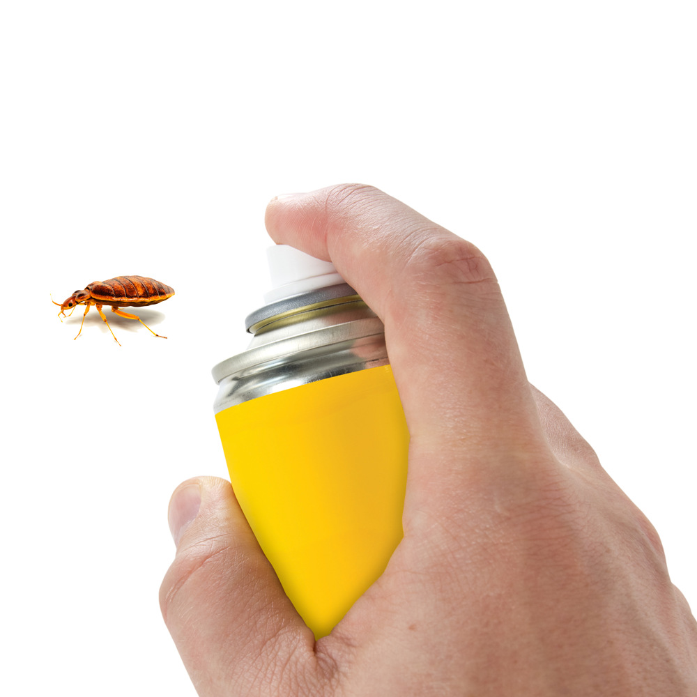 Many Bed Bugs Are Resistant to Even Professional Extermination