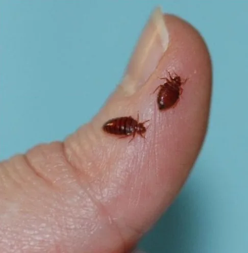 Two adult bed bugs on a fingertip, showing their real size