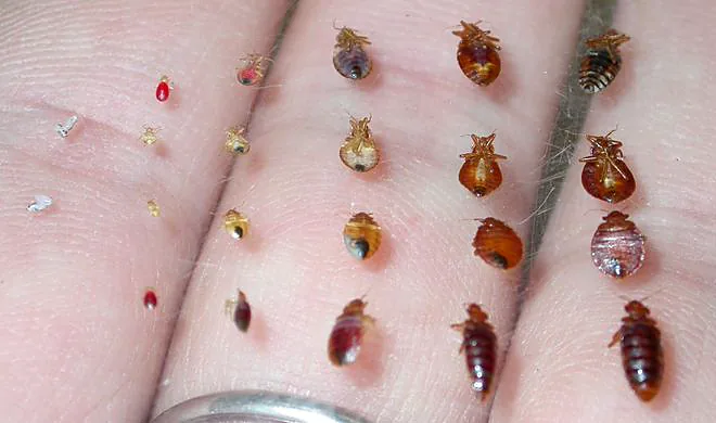 Bed bugs at every life stage lined up on a person’s fingers, from tiny newly hatched nymphs on the left to full-grown adults on the right