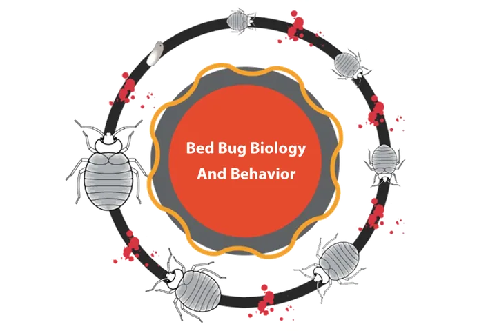 Circle of bed bugs at every life stage around the title Bed Bug Biology and Behavior