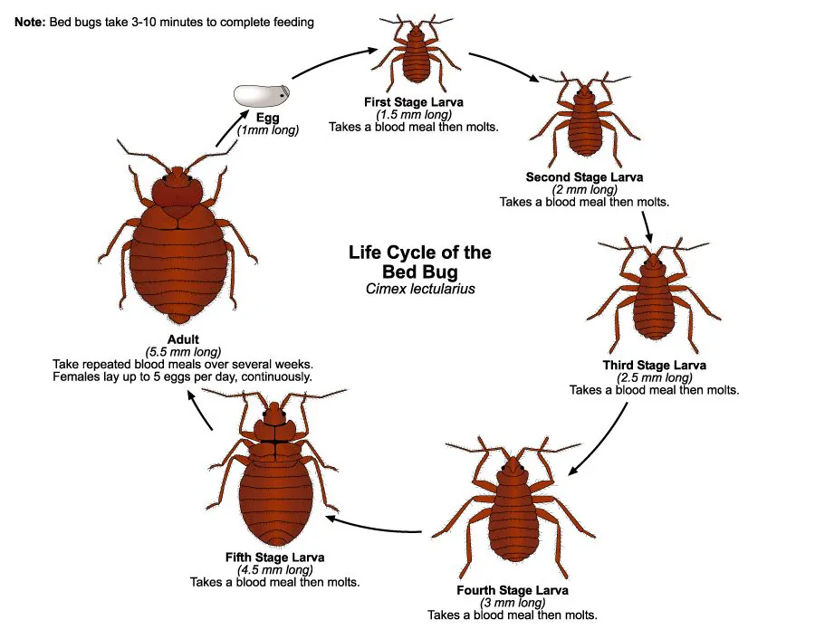 Life cycle of the bed bug: egg, five nymph stages that each need a blood meal before moulting, and adult